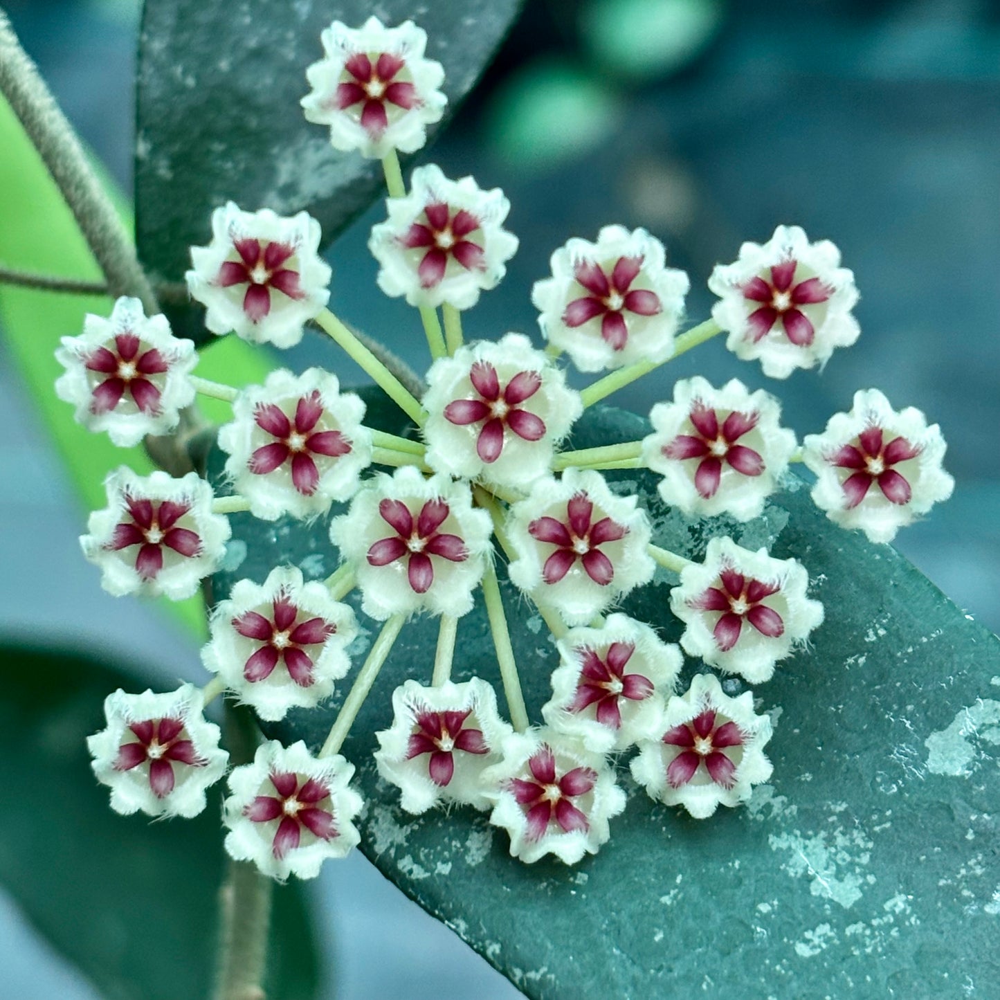 Hoya phuwaensis H317
