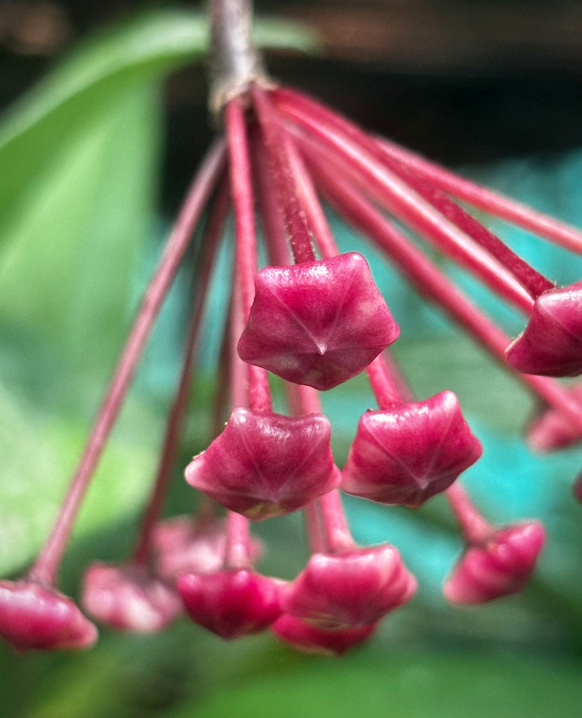 Hoya 'Rubra' IML 0169 H128