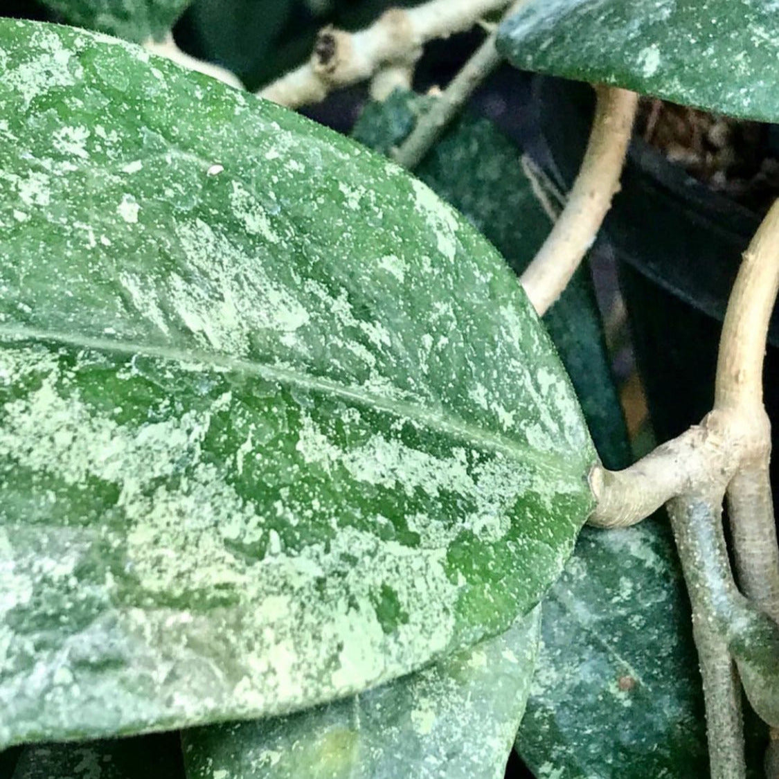 Hoya sp. Ko Chang Is. IML 1508 H127