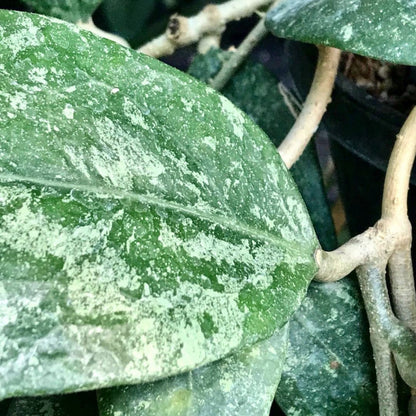 Hoya sp. Ko Chang Is. IML 1508 H127