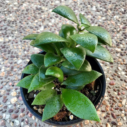 Hoya micrantha Thailand IML 1442 H243