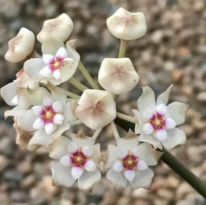 Hoya verticillata H205