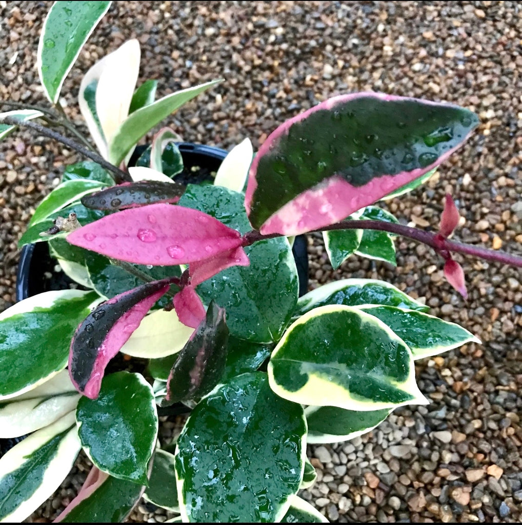 Hoya carnosa variegata 'Purple Pride' H216
