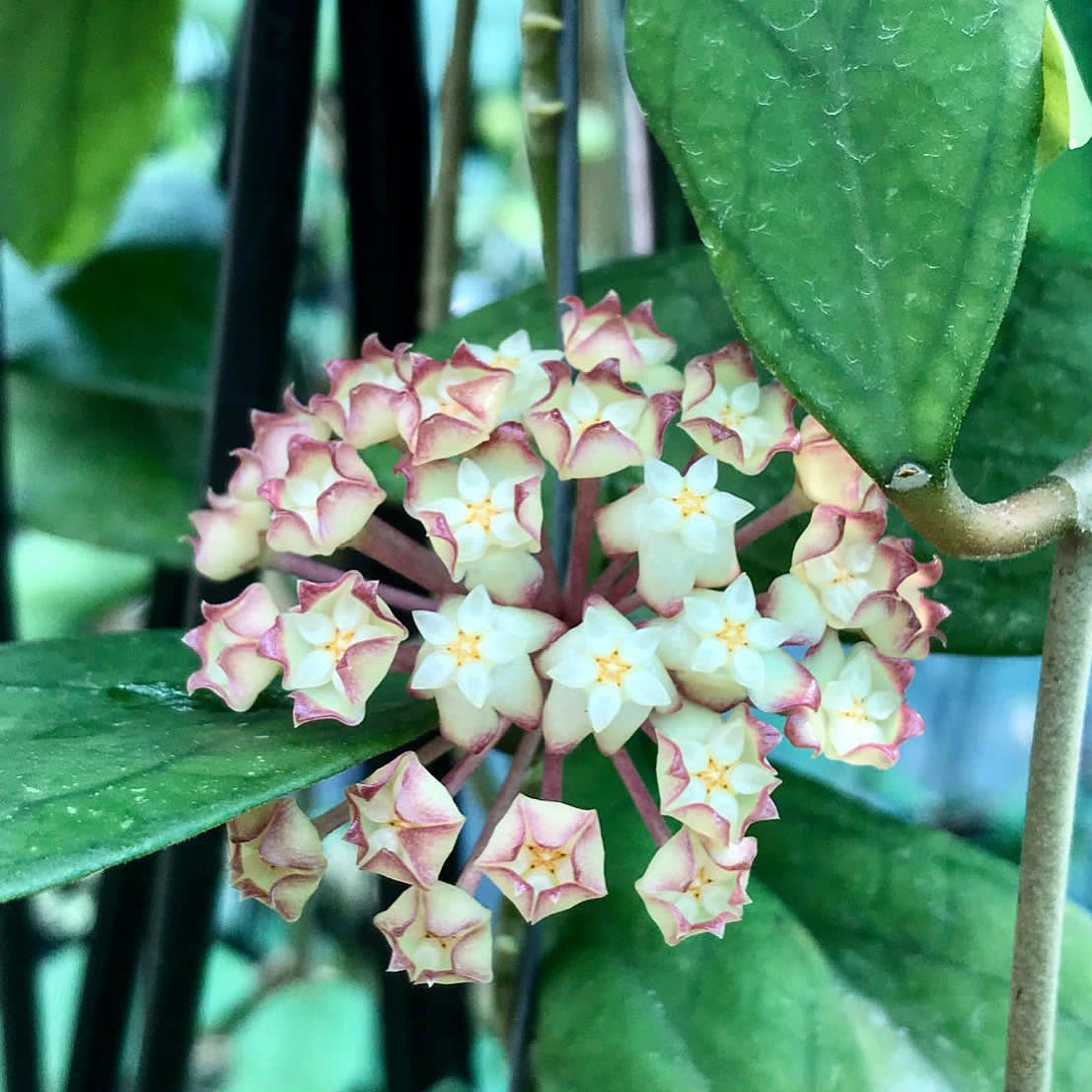 Hoya finlaysonii H265