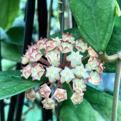 Hoya finlaysonii H265