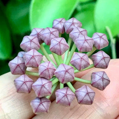 Hoya halophila IML 1116 H103