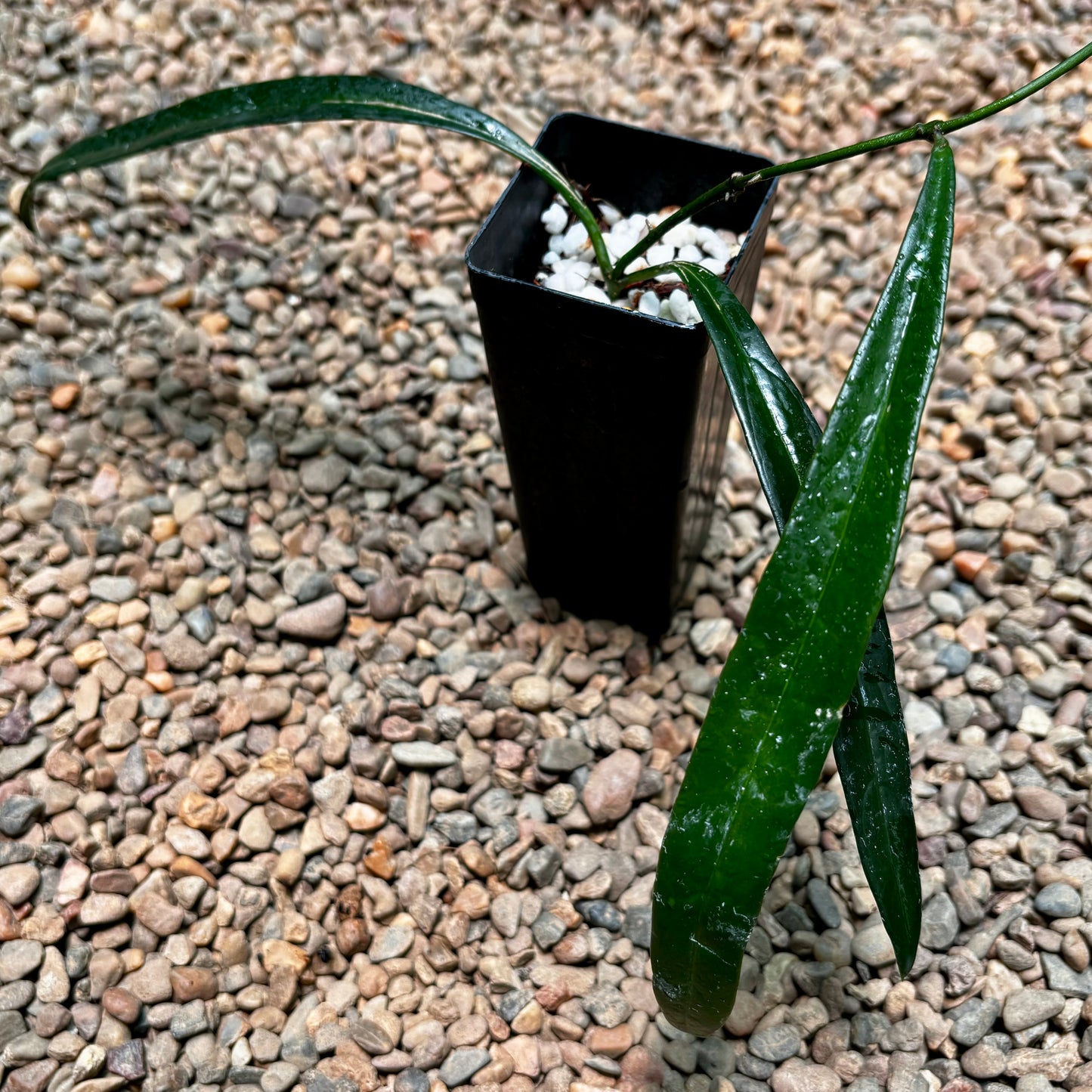 Hoya sulawesiana H427