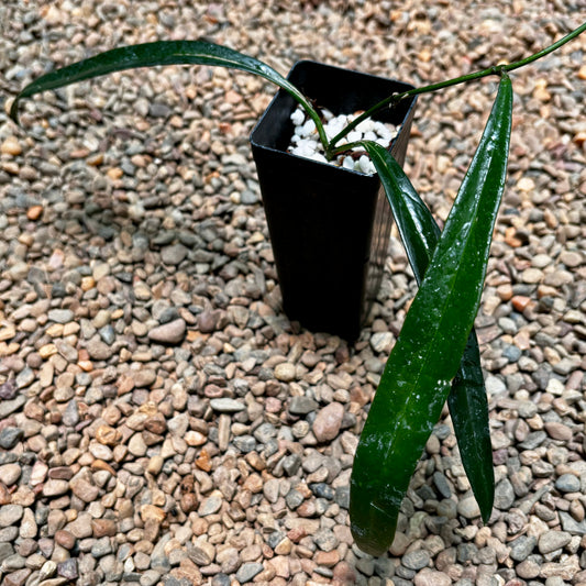 Hoya sulawesiana H427