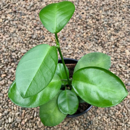 Hoya australis ssp. melanesica IML 0144 H274