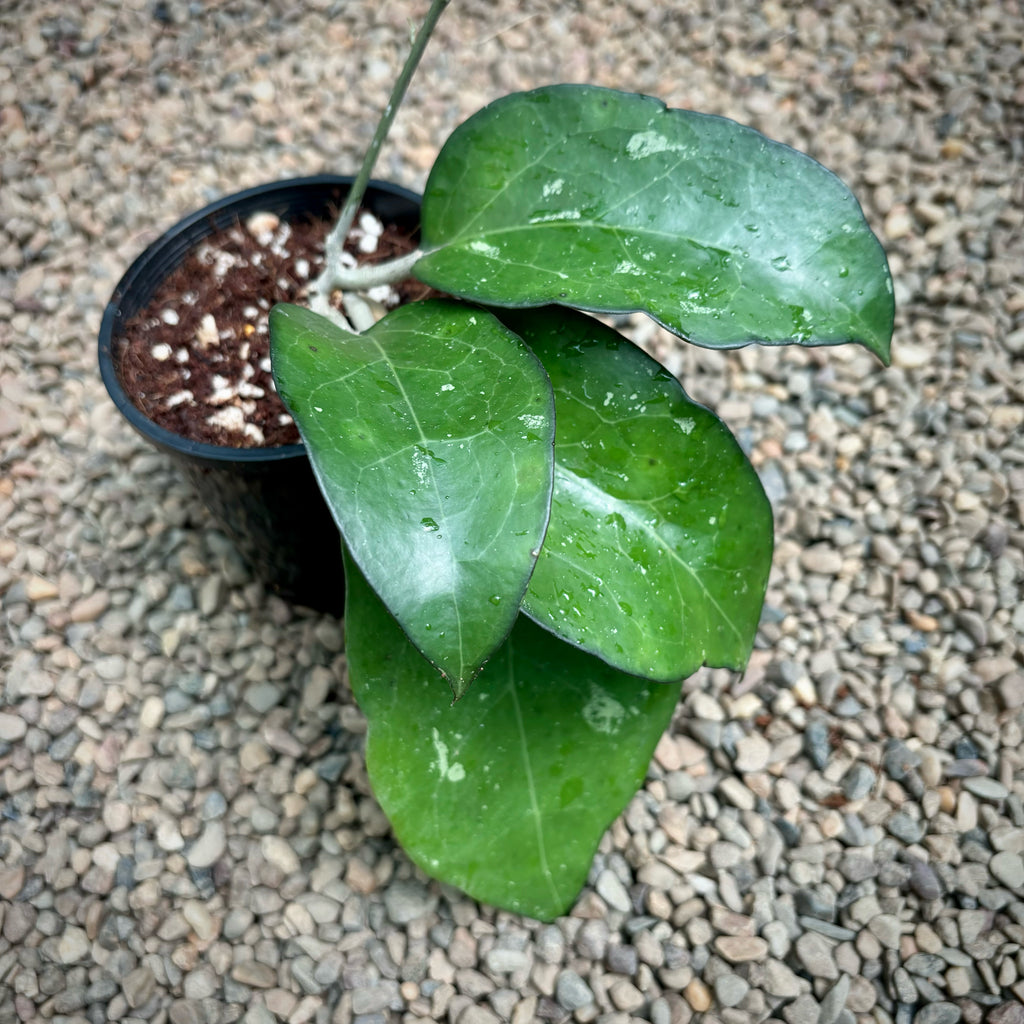 Hoya fuscomarginata H22