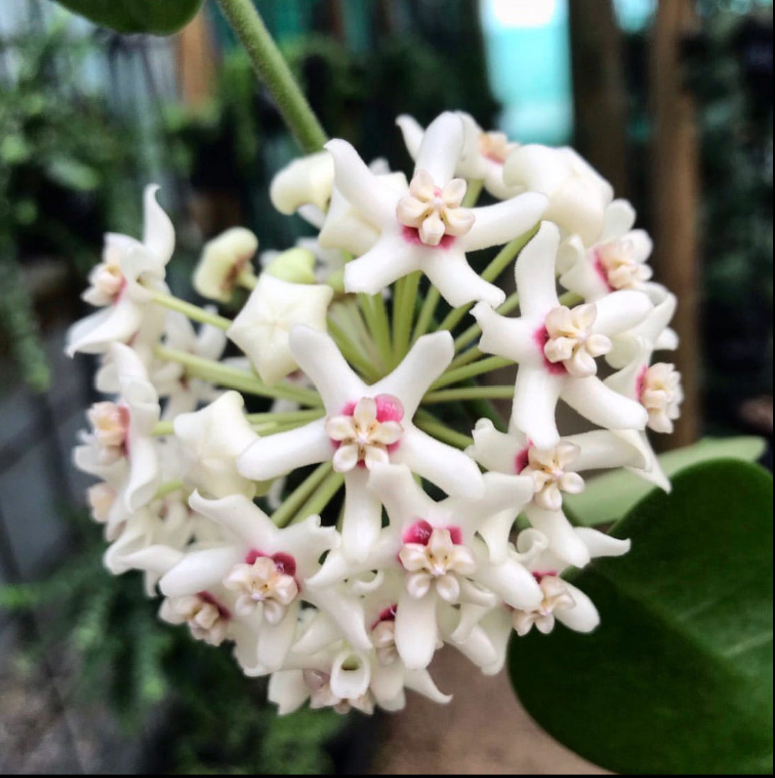 Wholesale: Hoya australis ssp. tenuipes H6