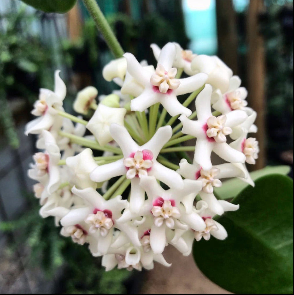 Wholesale: Hoya australis ssp. tenuipes H6