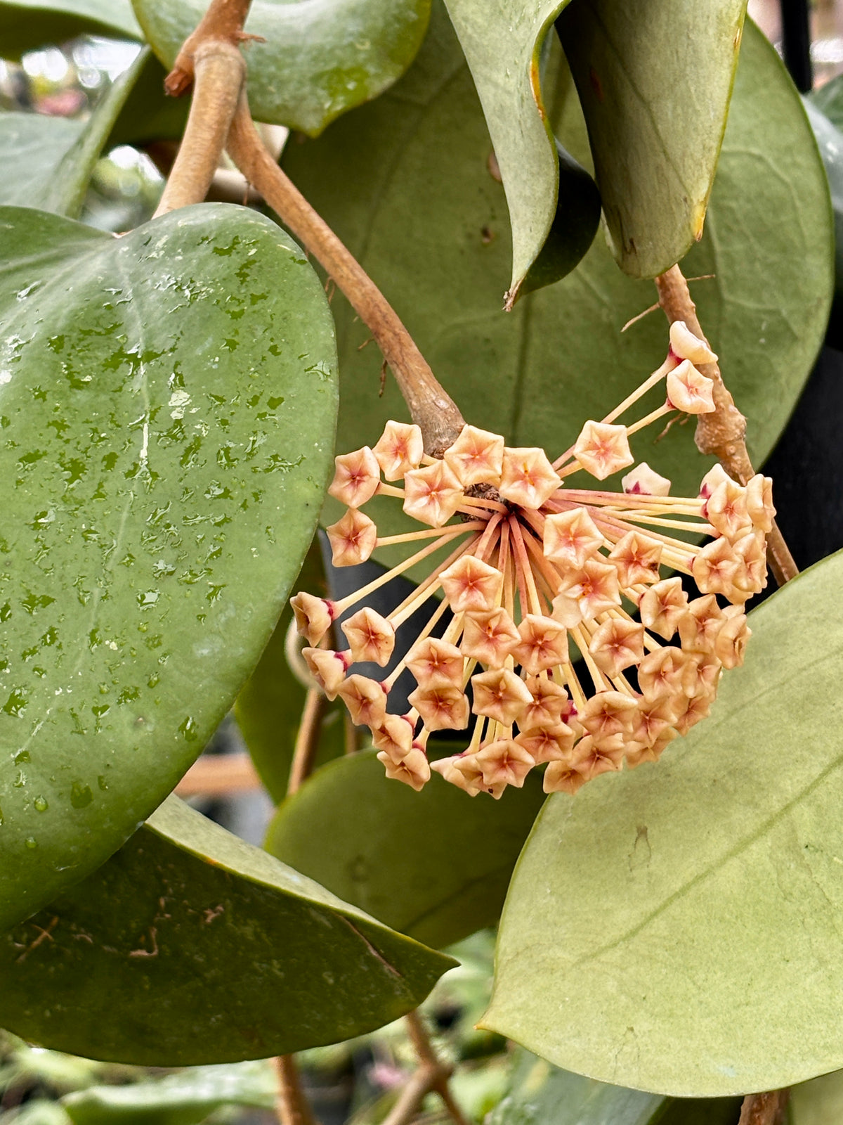 Hoya loyceandrewsiana H153