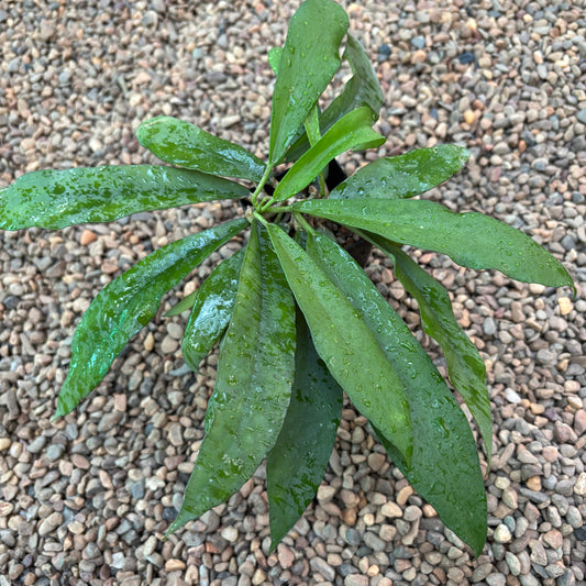 Hoya scortechinii IML 0755 H452