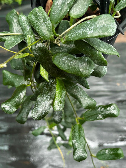Hoya rotundiflora H291