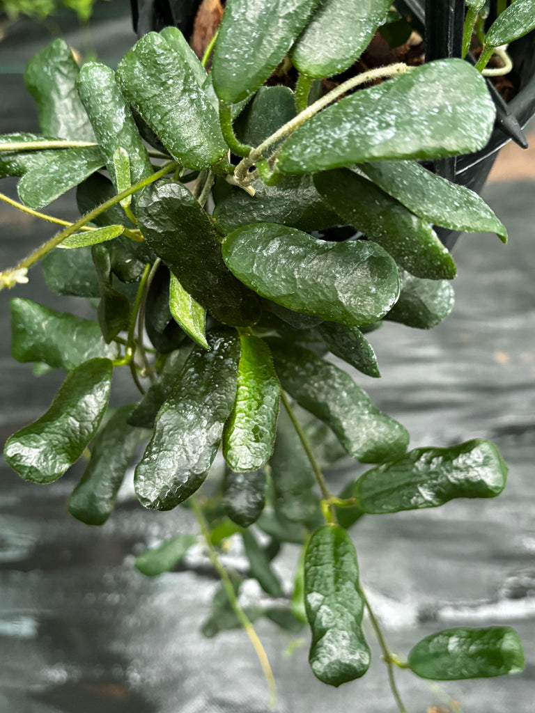 Hoya rotundiflora H291