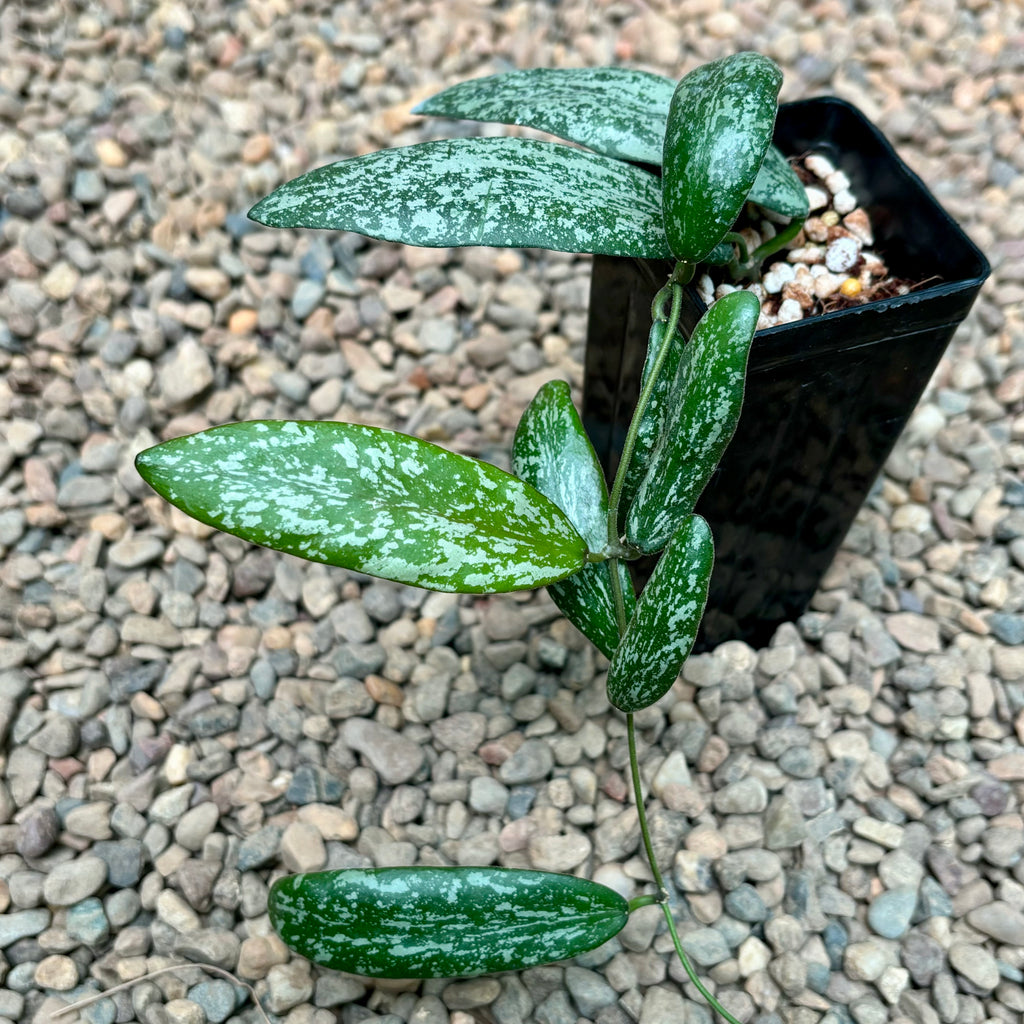 Hoya sigillatis Borneo (wide leaf) H401