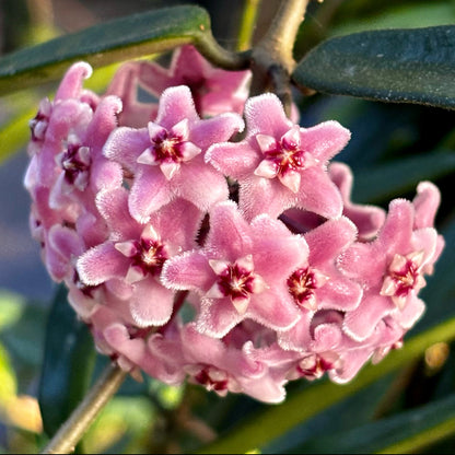 Hoya 'Minibelle' H14