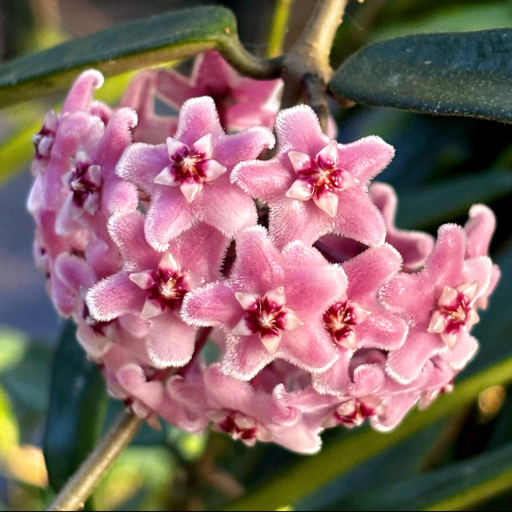 Hoya 'Minibelle' H14
