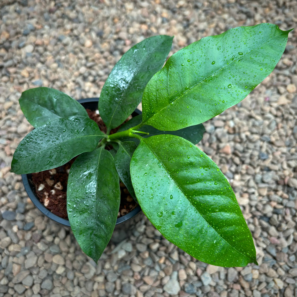 Hoya multiflora H16