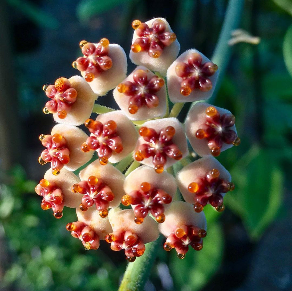 Hoya kerrii (albomarginata) H48