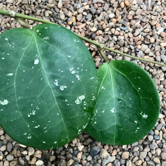 Hoya loyceandrewsiana H153