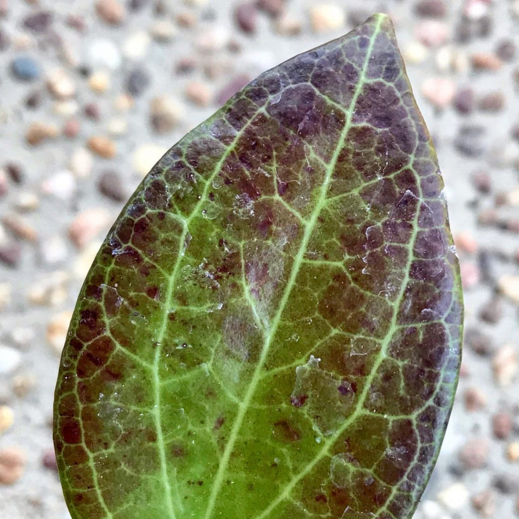 Hoya nicholsoniae H4