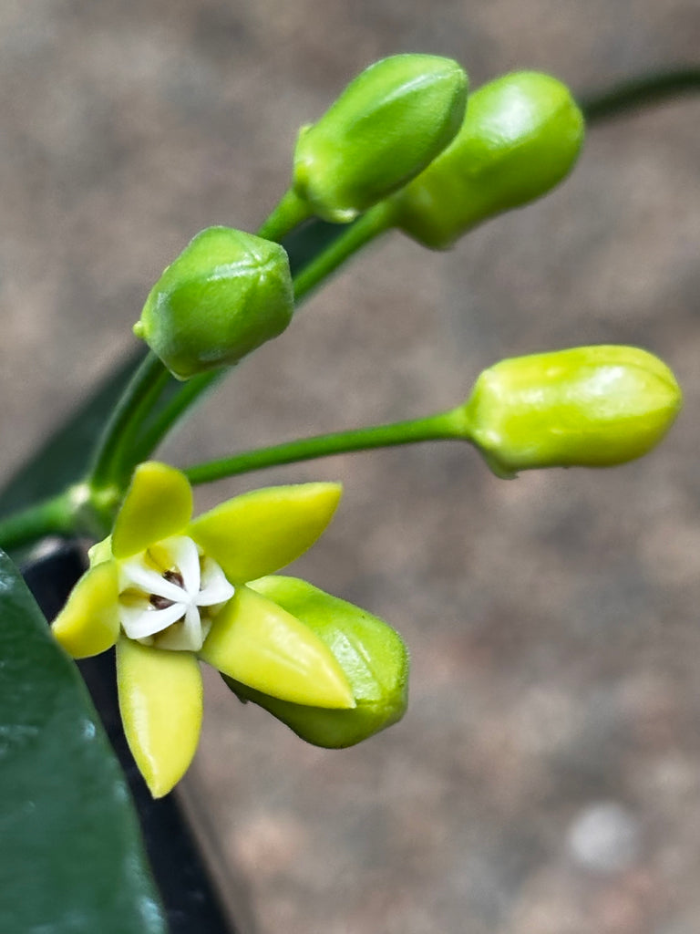 Hoya irisiae green H472