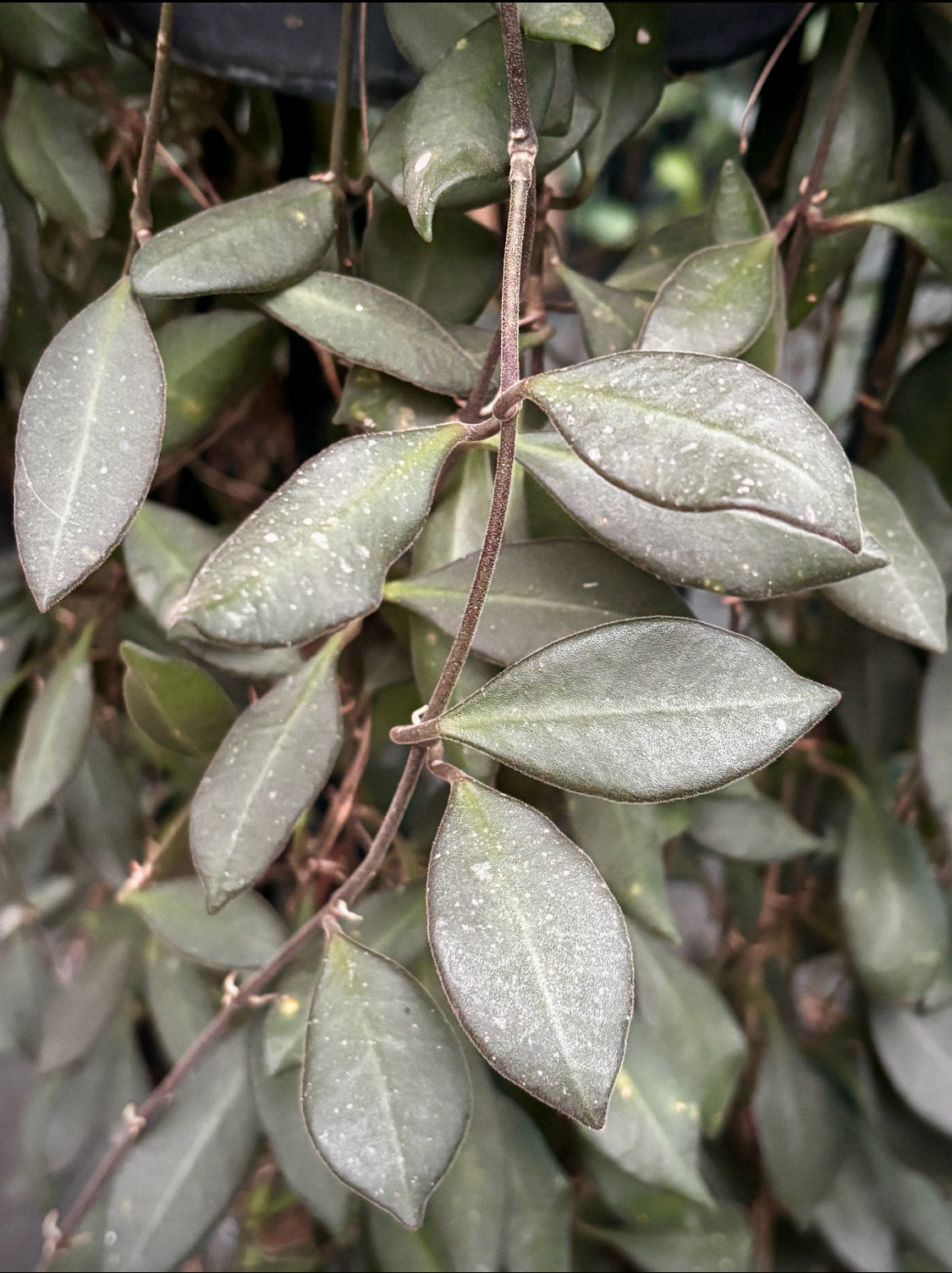 Hoya burtoniae IML 0724 H95