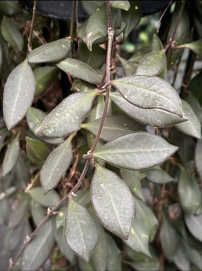 Hoya burtoniae IML 0724 H95