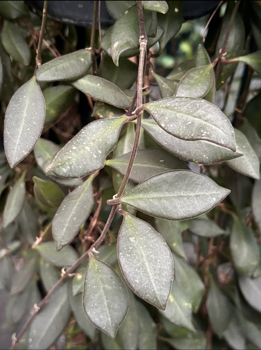 Hoya burtoniae IML 0724 H95