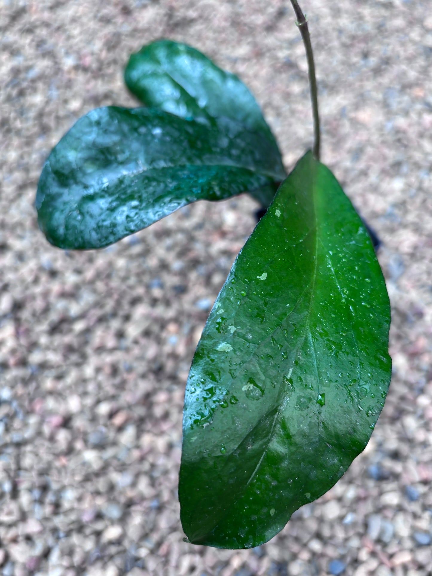 Hoya sp. Lampung H489