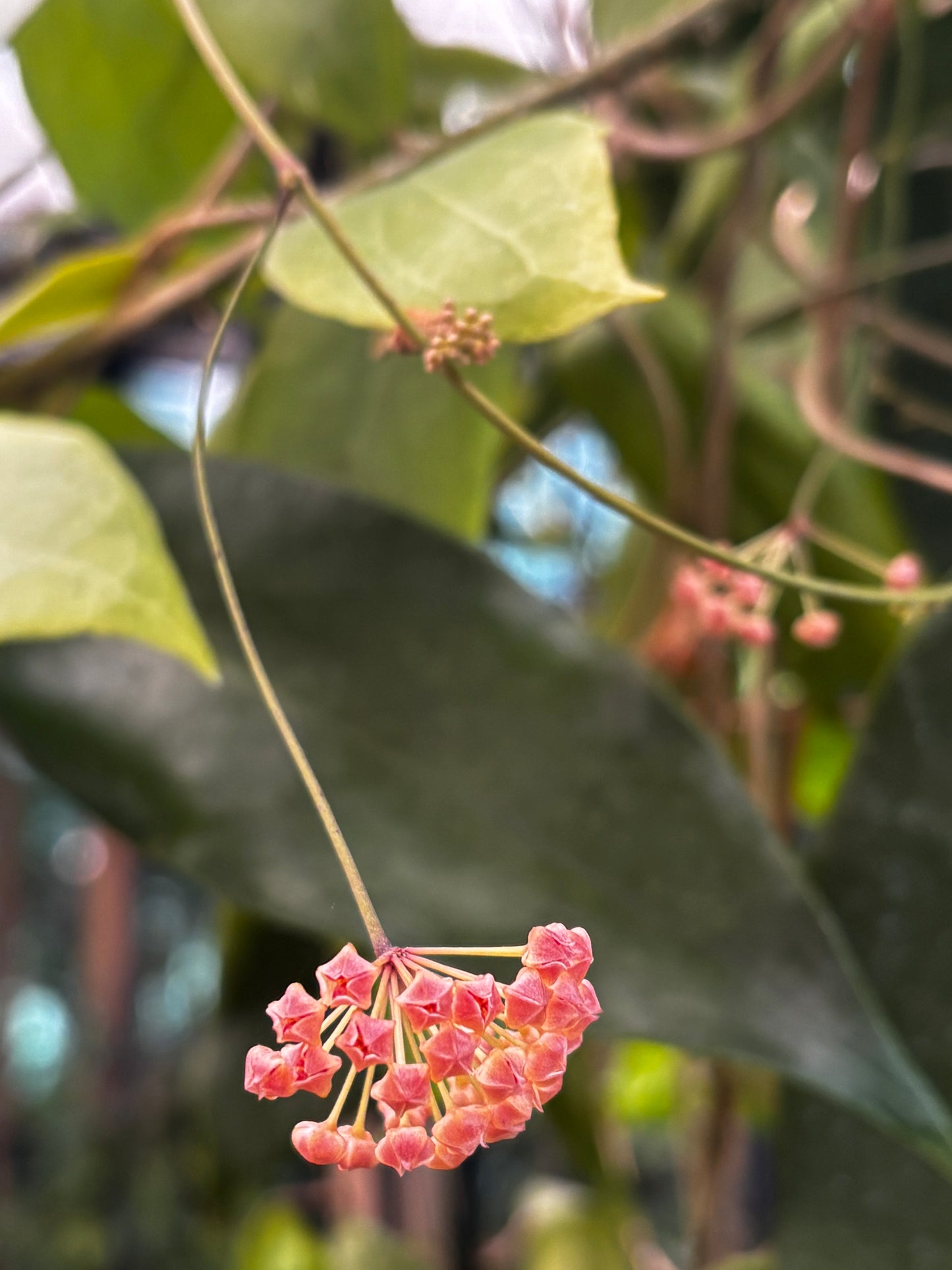 Hoya camphorifolia H147