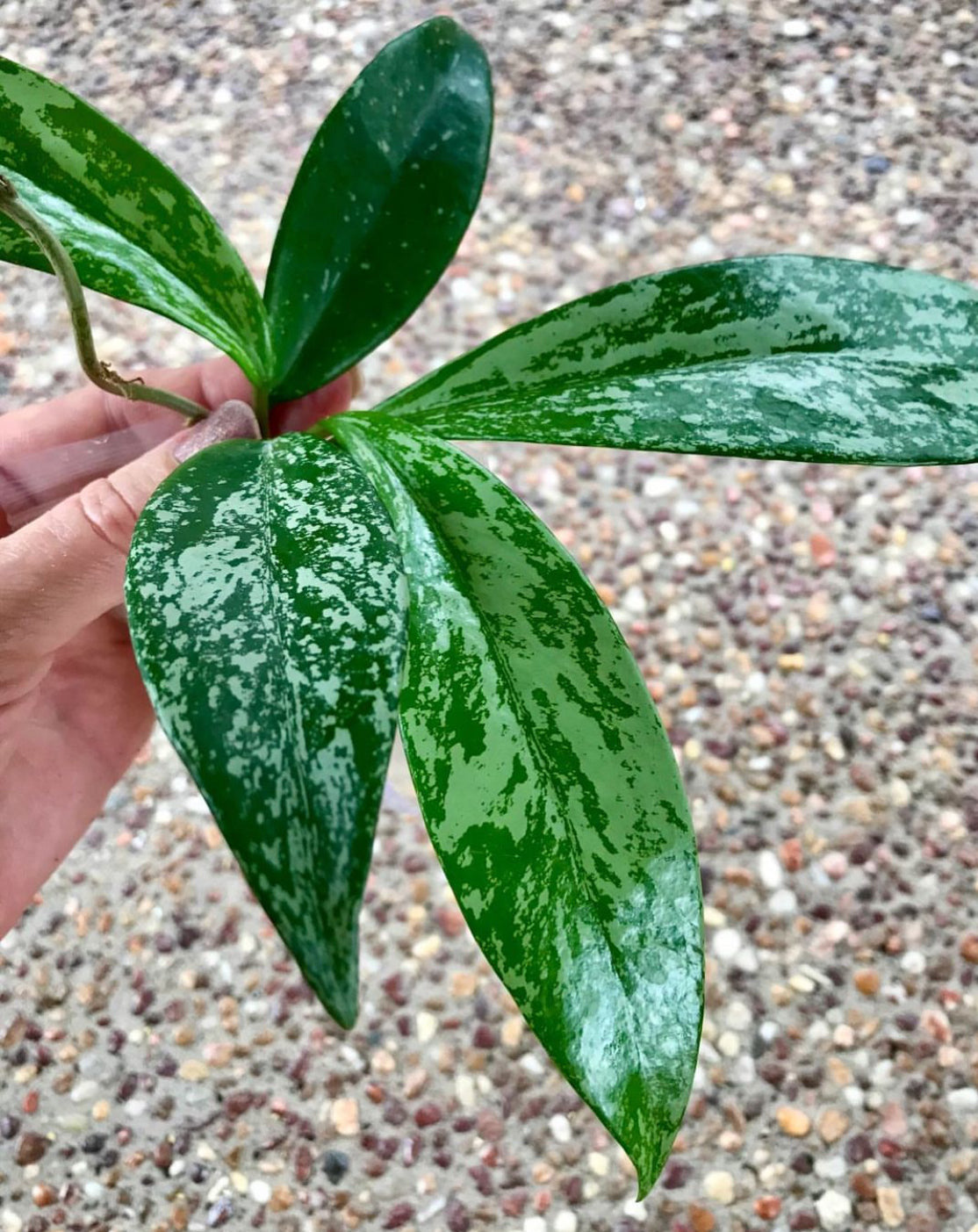 Hoya pubicalyx (splash) H267