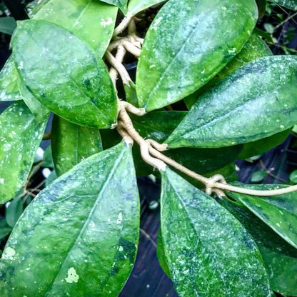 Hoya juannguoiana IML 1604 H104