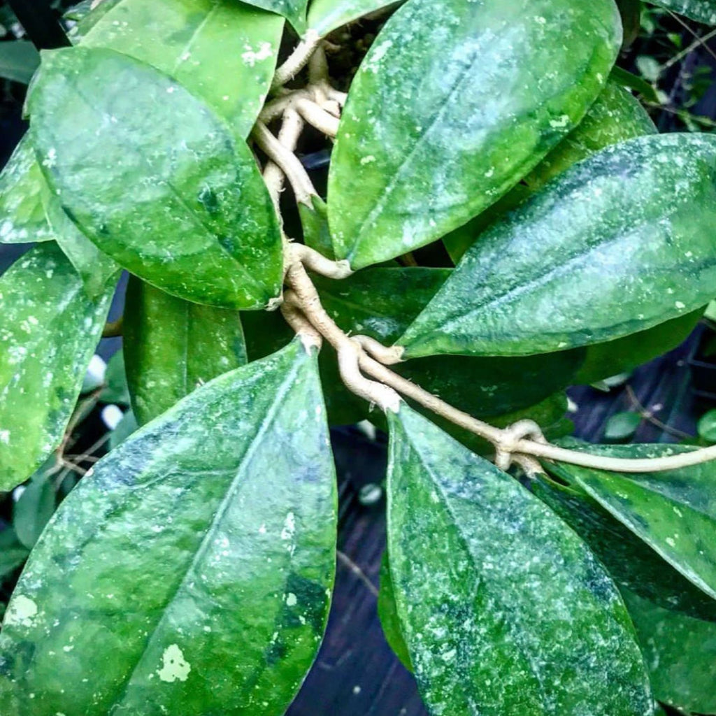 Hoya juannguoiana IML 1604 H104