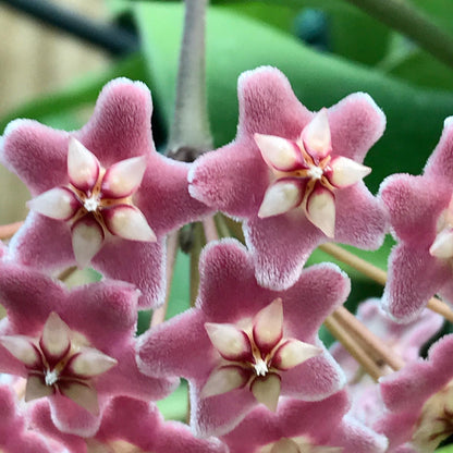 Hoya pubicalyx 'Pink-Silver' IML 0183 H76