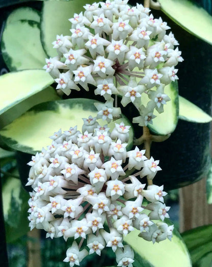 Hoya verticillata variegata IML 1578 H92