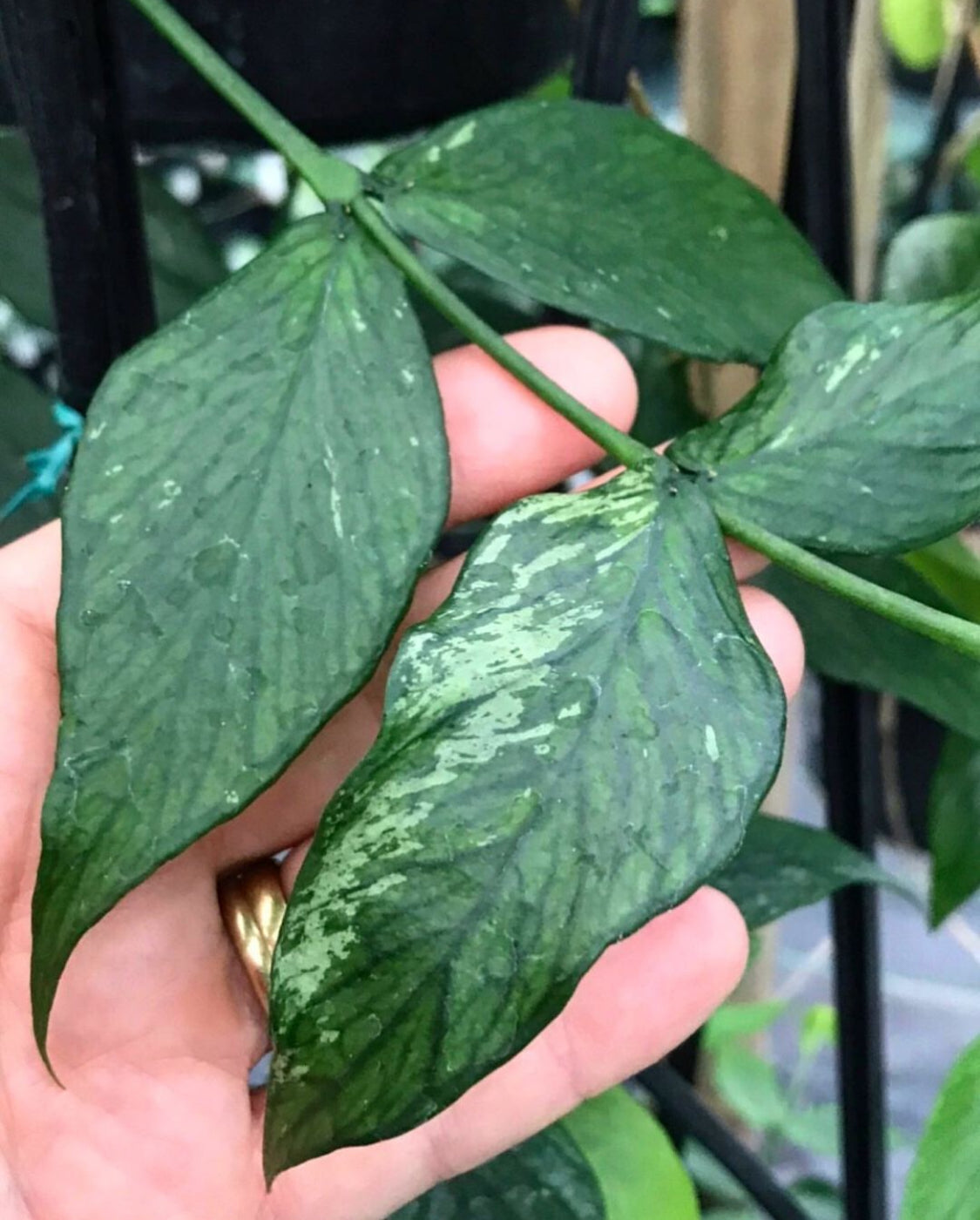 Hoya polyneura H38
