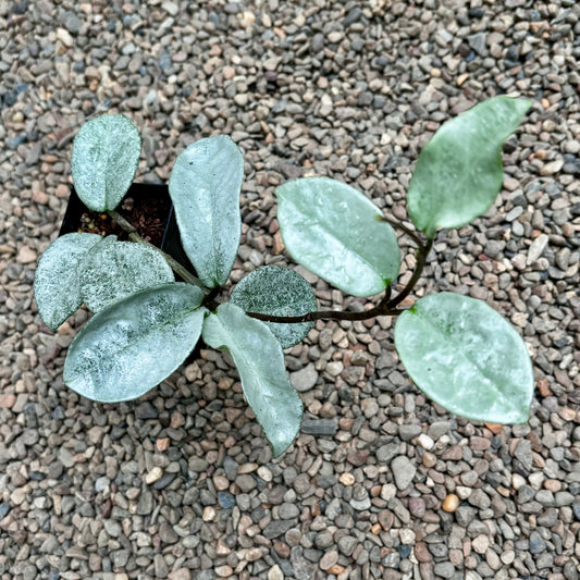 Hoya carnosa 'Nova Ghost' H479