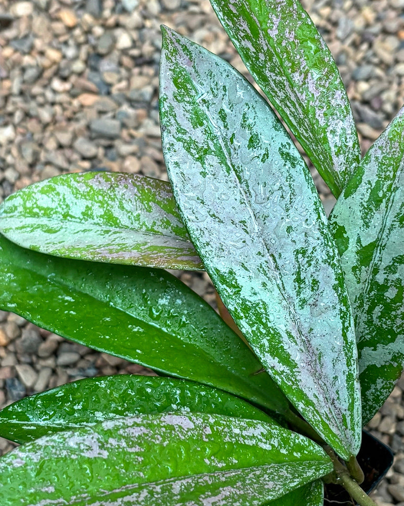 Hoya pubicalyx (splash) H267