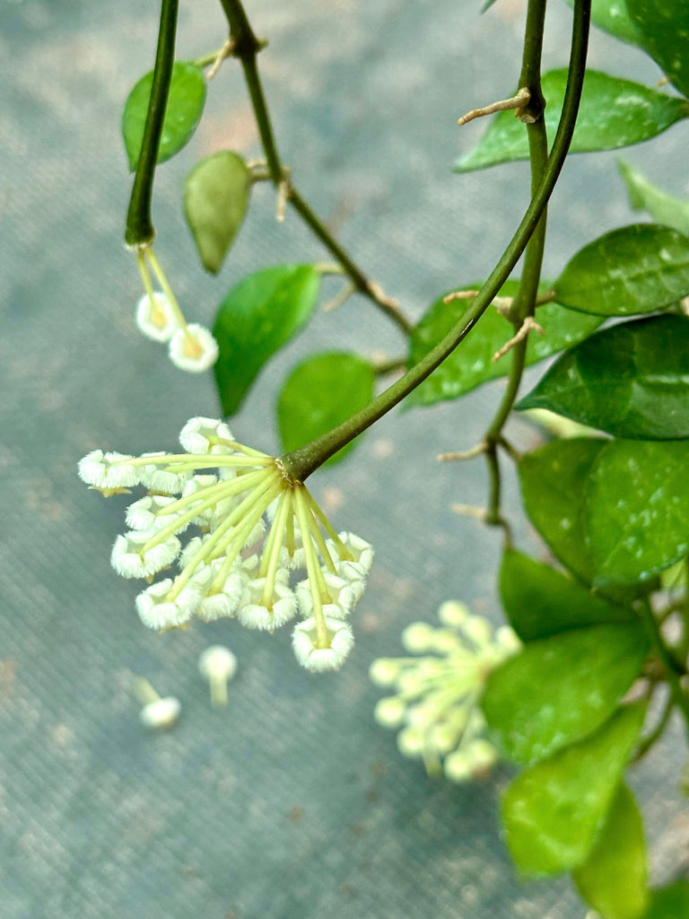 Hoya lacunosa - thick leaf H303