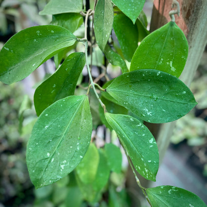 Hoya citrina Malaysia IML 0734 H270