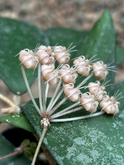 Hoya flagellata (gold) H344