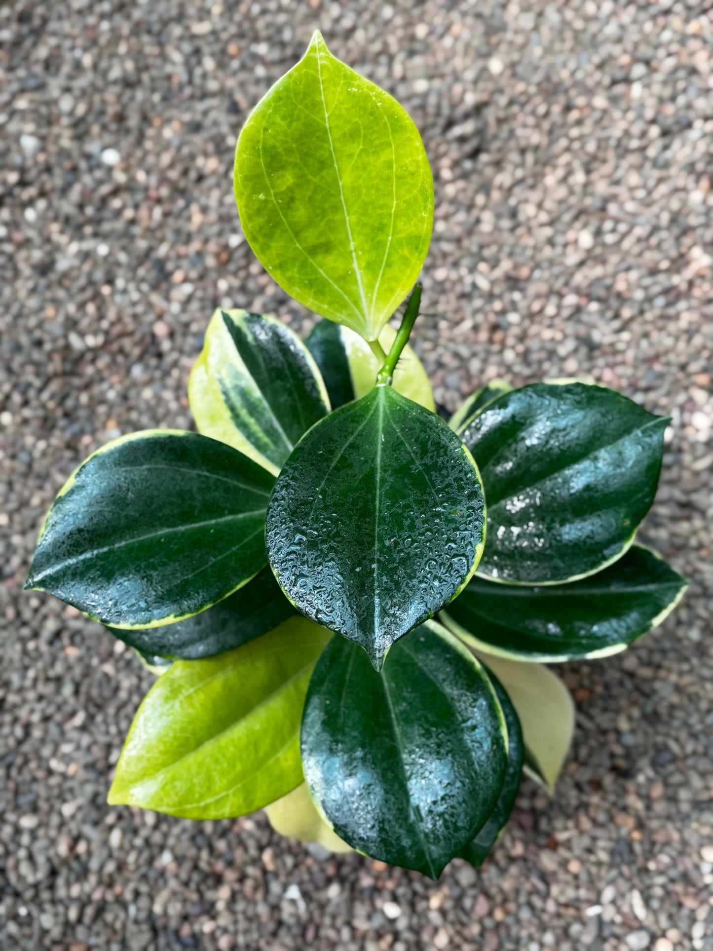 Hoya subquintuplinervis 'New Moon' H343