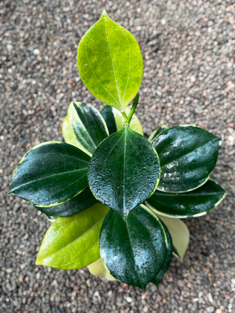 Hoya subquintuplinervis 'New Moon' H343