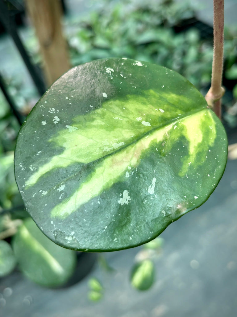 Hoya obovata variegata H294