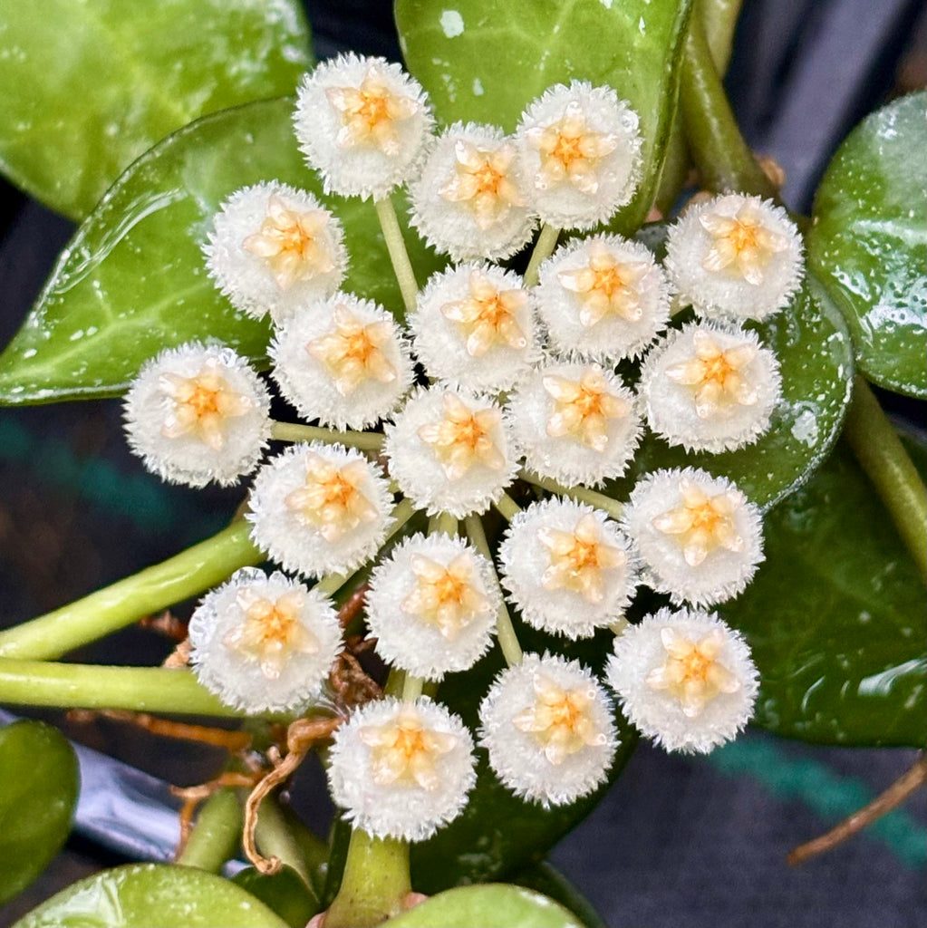 Hoya krohniana H309