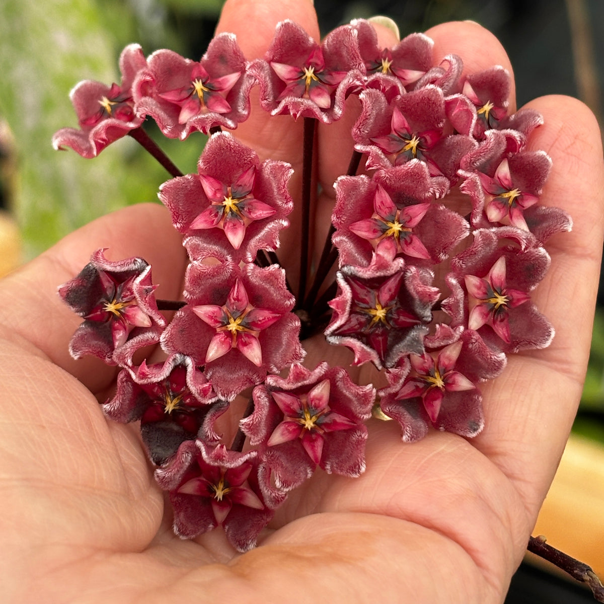 Hoya pubicalyx 'Chinese Black' H407