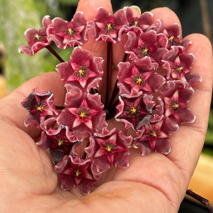 Hoya pubicalyx 'Chinese Black' H407